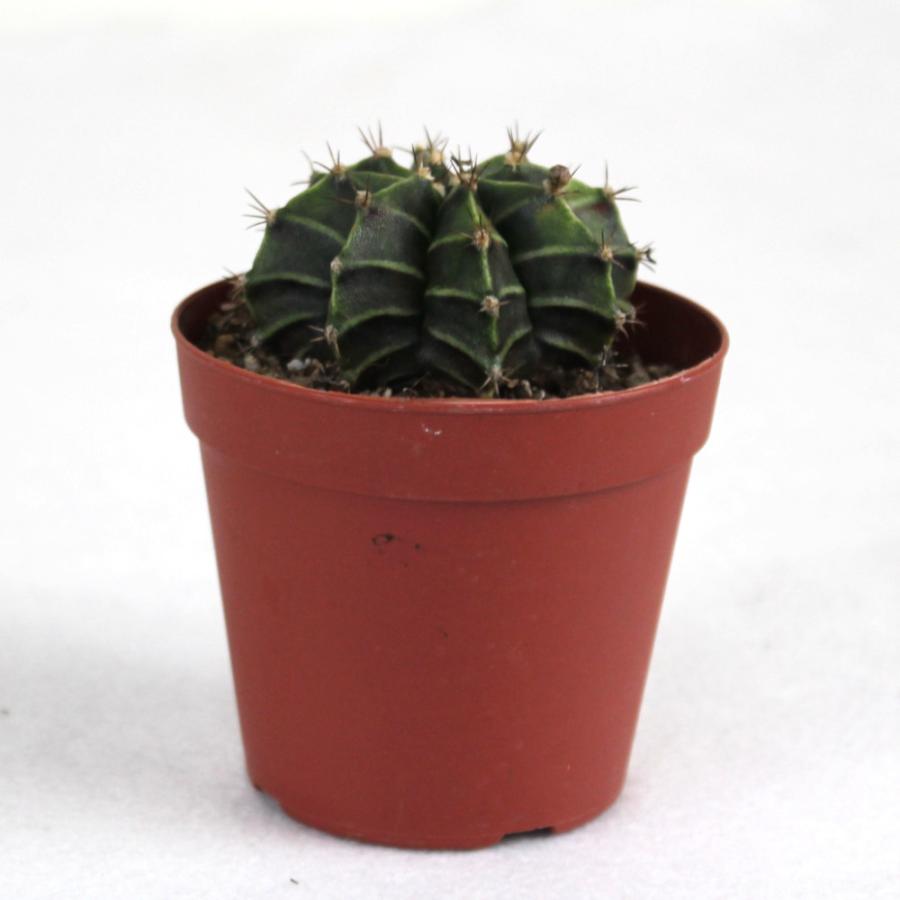 サボテン 牡丹玉 2.5号【観葉植物 多肉植物 インテリア グリーン 卓上