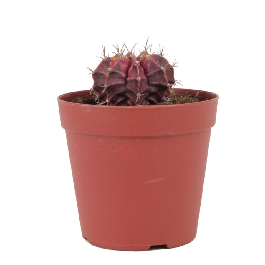 サボテン 牡丹玉 2.5号【観葉植物 多肉植物 インテリア グリーン 卓上