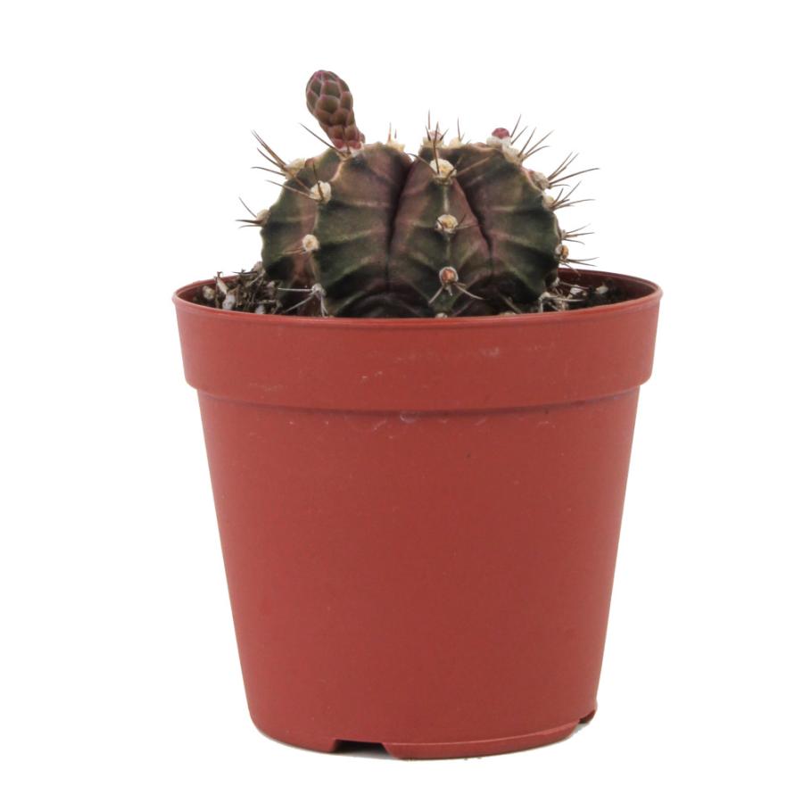 サボテン 牡丹玉 2.5号【観葉植物 多肉植物 インテリア グリーン 卓上
