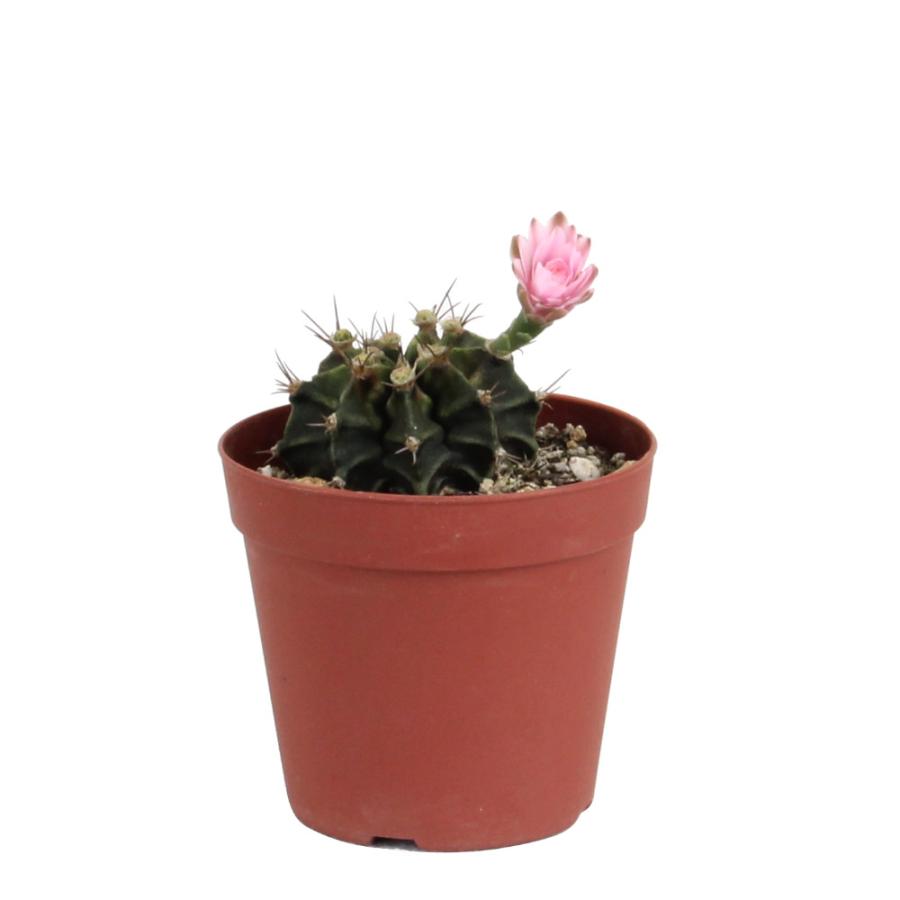 サボテン 牡丹玉 2.5号【観葉植物 多肉植物 インテリア グリーン 卓上