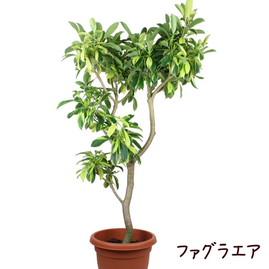 ファグラエア 10号【観葉植物 大型 おしゃれ 新生活 新築祝い ギフト