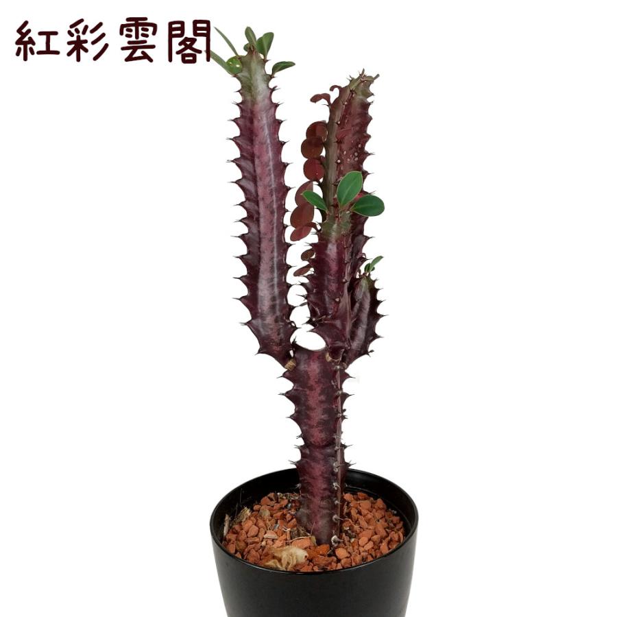 紅彩雲閣 (べにさいうんかく) 3号【観葉植物 多肉植物 ドライガーデン