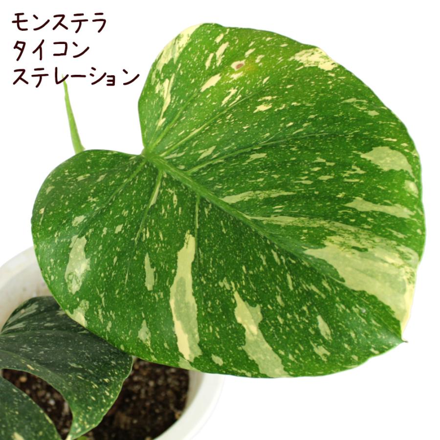 現品］【希少】1番 モンステラ 斑入り 7号 レア 観葉植物 室内