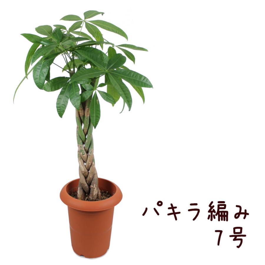 パキラ 編み 7号【観葉植物 7寸 大型 おしゃれ 新生活 インテリア 新築