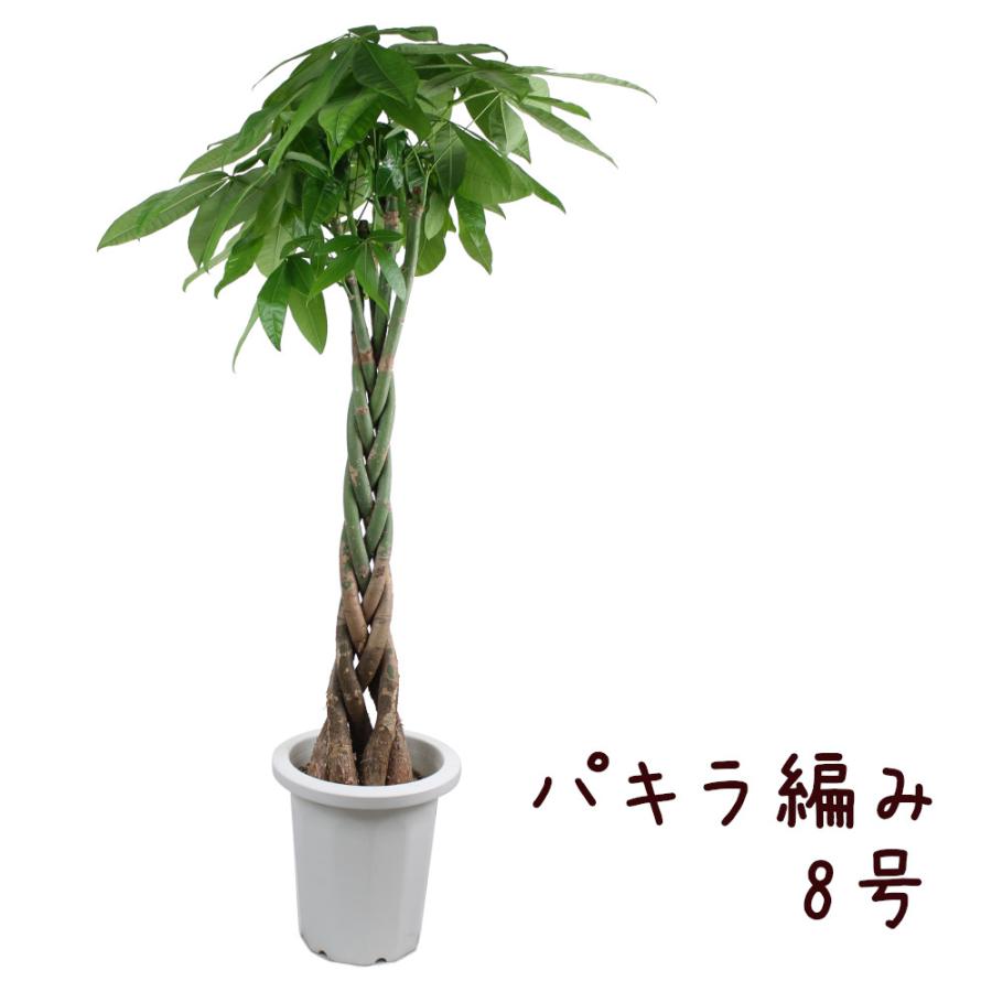 パキラ 編み 8号【観葉植物 8寸 大型 おしゃれ 新生活 インテリア 新築