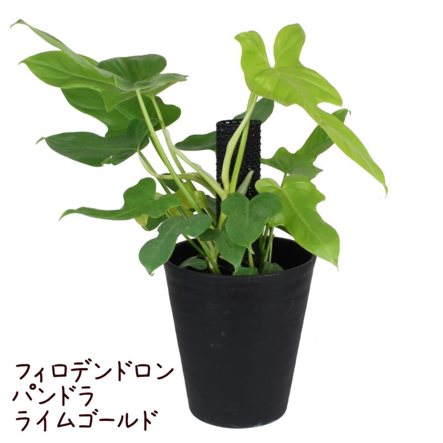 通販 フィロデンドロン パンドラ パンドラ ・販売 お奨め品