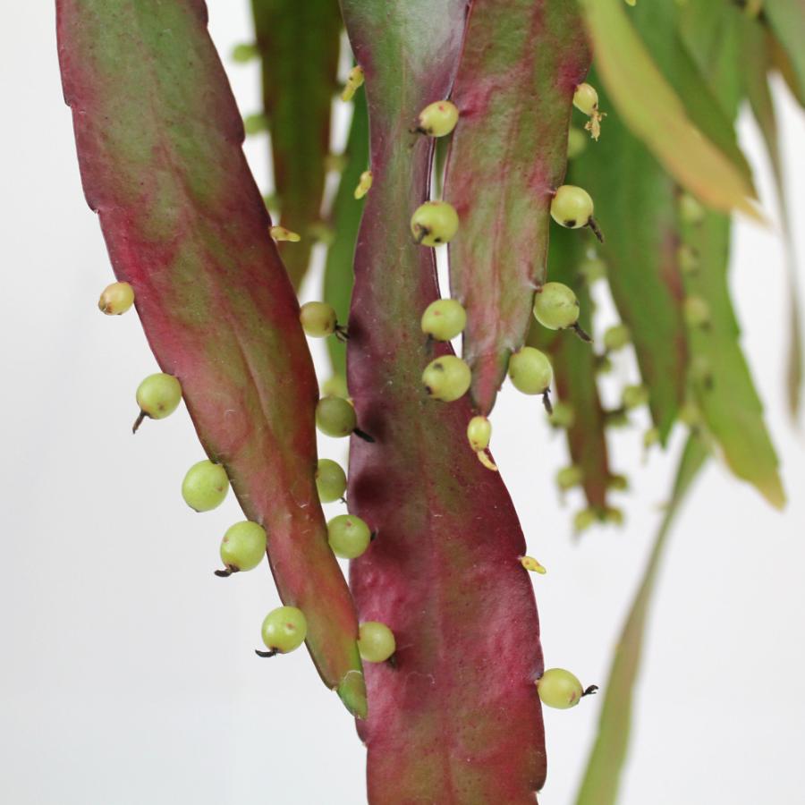 リプサリス・ラムローサ 吊り鉢 5号【多肉植物 観葉植物 5寸 おしゃれ