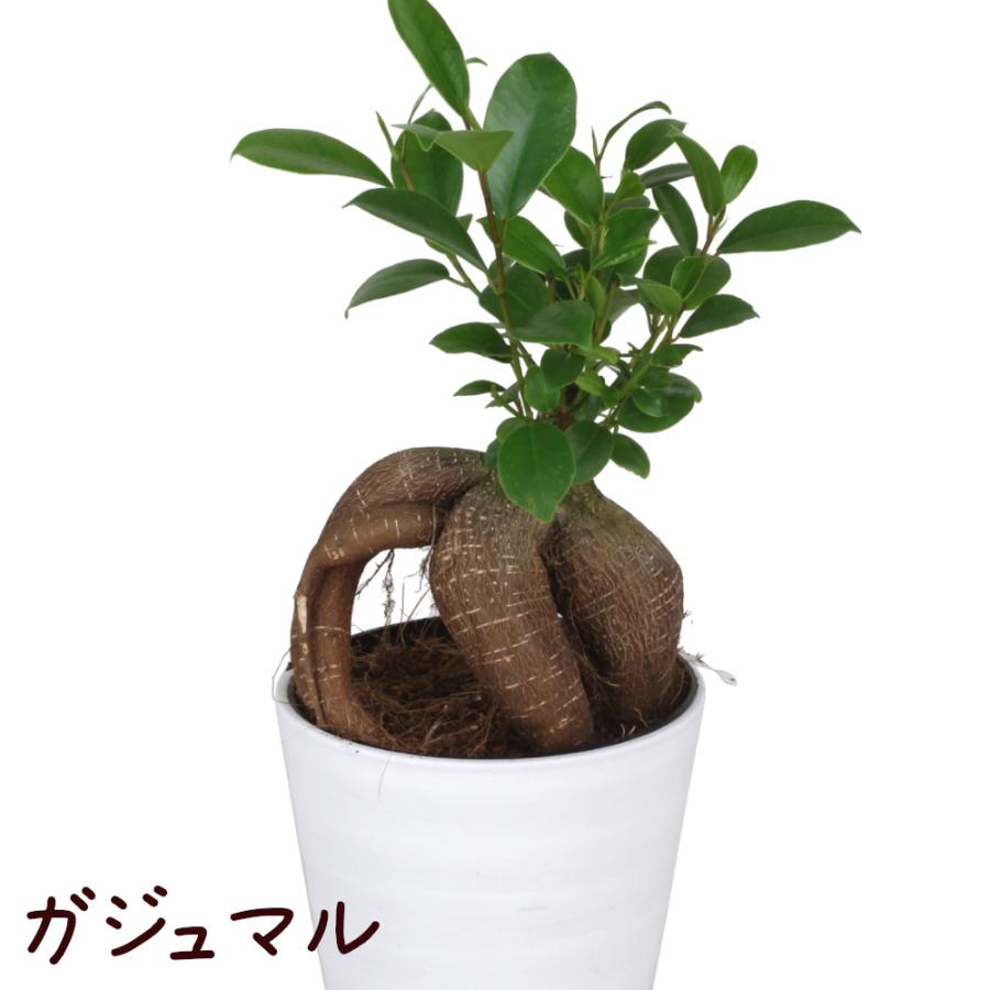 ガジュマル 4号 ロングプラ鉢【観葉植物 おしゃれ インテリア グリーン