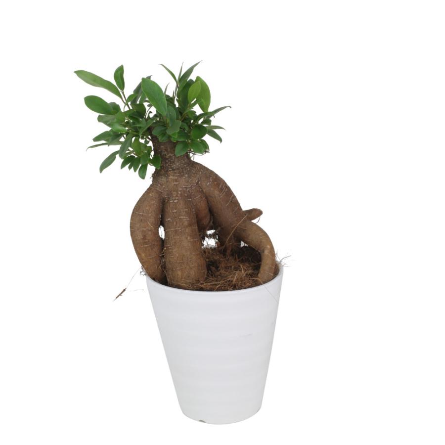 ガジュマル 4号 ロングプラ鉢【観葉植物 おしゃれ インテリア グリーン