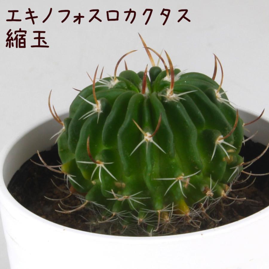 エキノフォスロカクタス・縮玉【観葉植物 サボテン 多肉植物