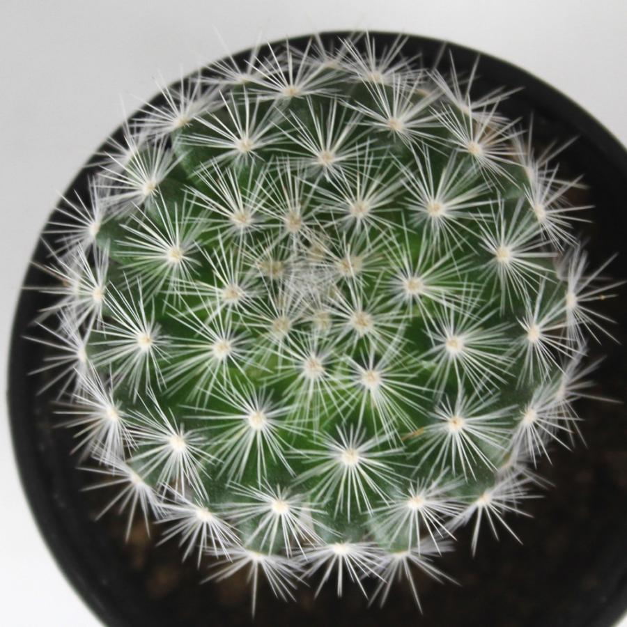 マミラリア・満月【観葉植物 サボテン 多肉植物 インテリア グリーン