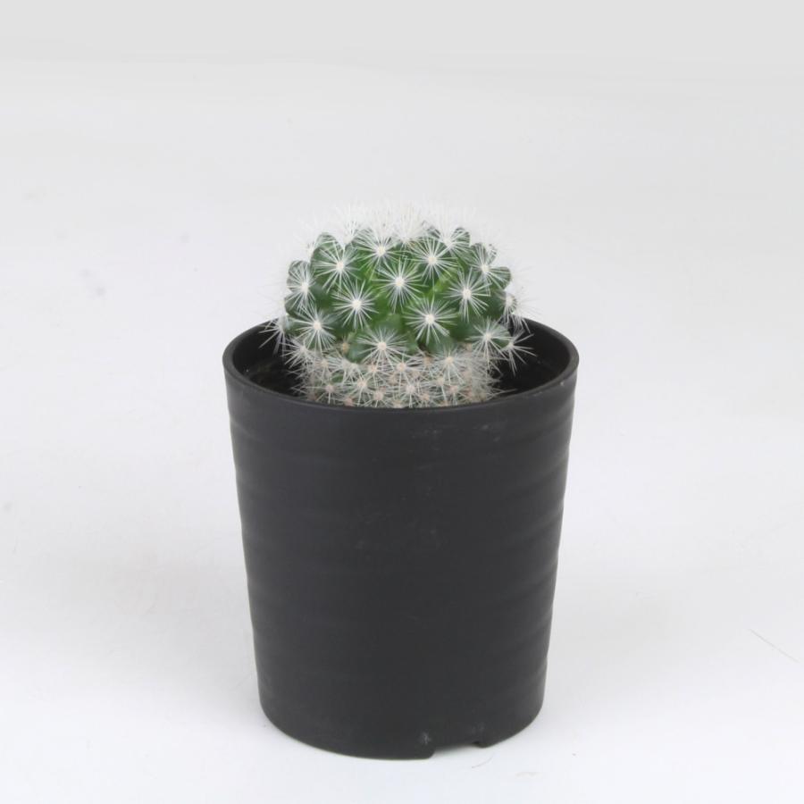 マミラリア・満月【観葉植物 サボテン 多肉植物 インテリア グリーン