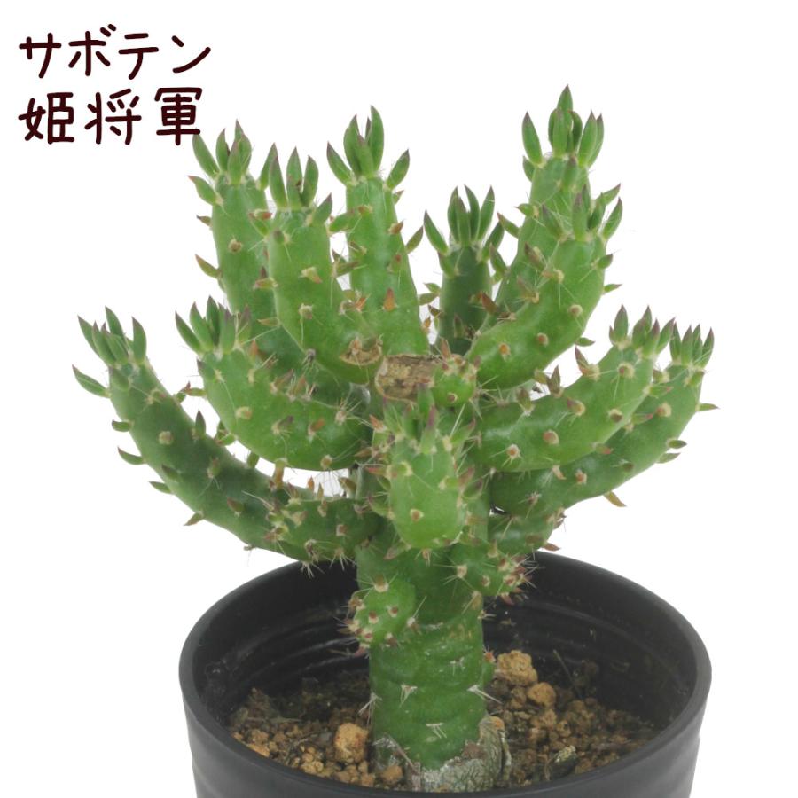 サボテン・姫将軍【観葉植物 サボテン 多肉植物 インテリア グリーン