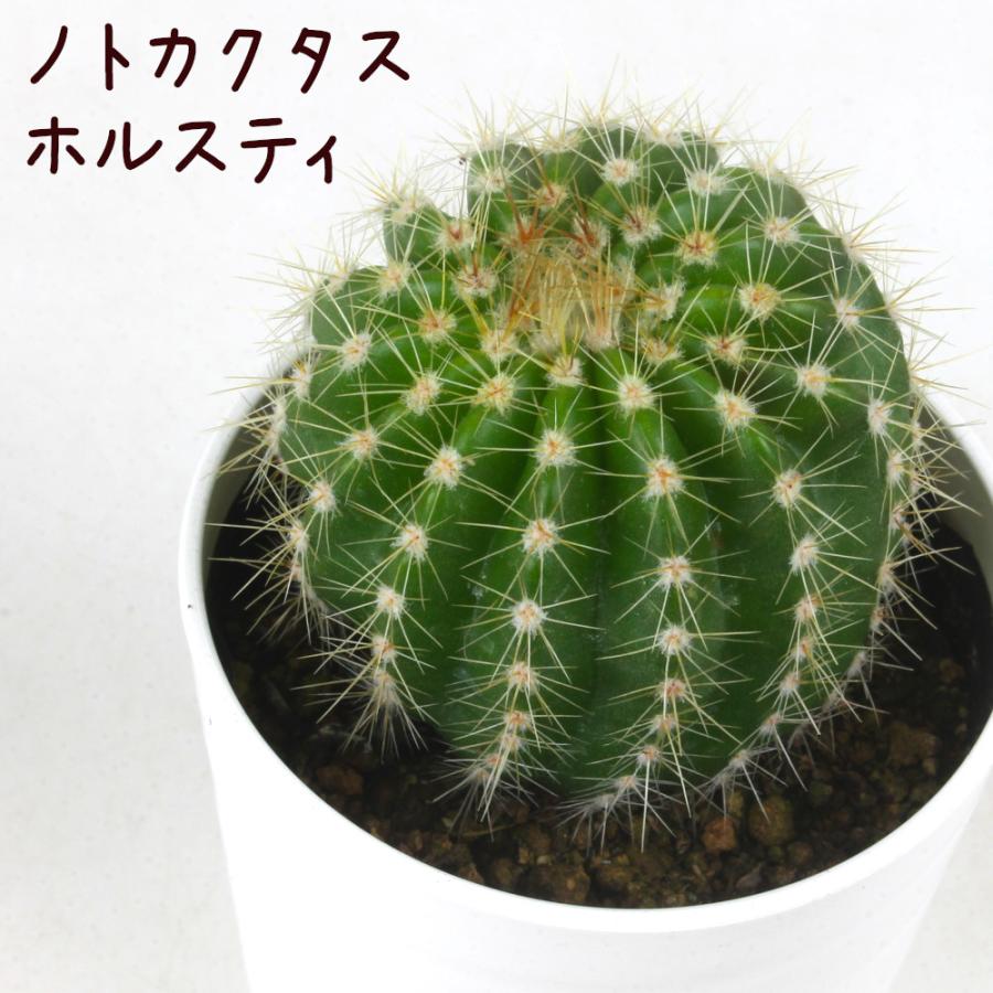 ノトカクタス・ホルスティ【観葉植物 サボテン 多肉植物 インテリア