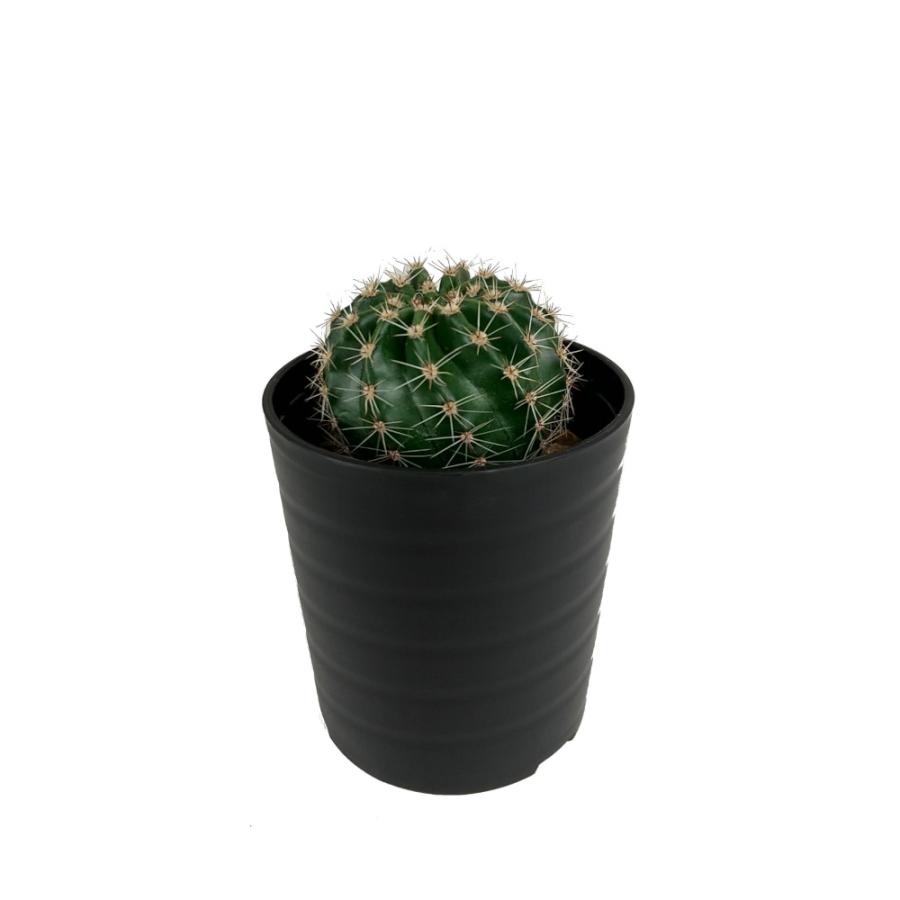 ロビビオプシス【観葉植物 サボテン 多肉植物 インテリア グリーン