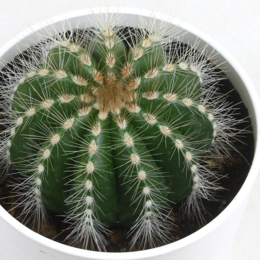 サボテン・マグニフィカス【観葉植物 サボテン 多肉植物 インテリア