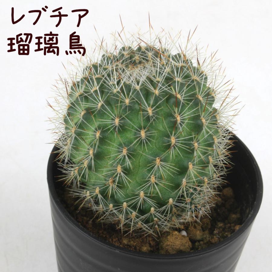 レブチア・瑠璃鳥【観葉植物 サボテン 多肉植物 インテリア グリーン