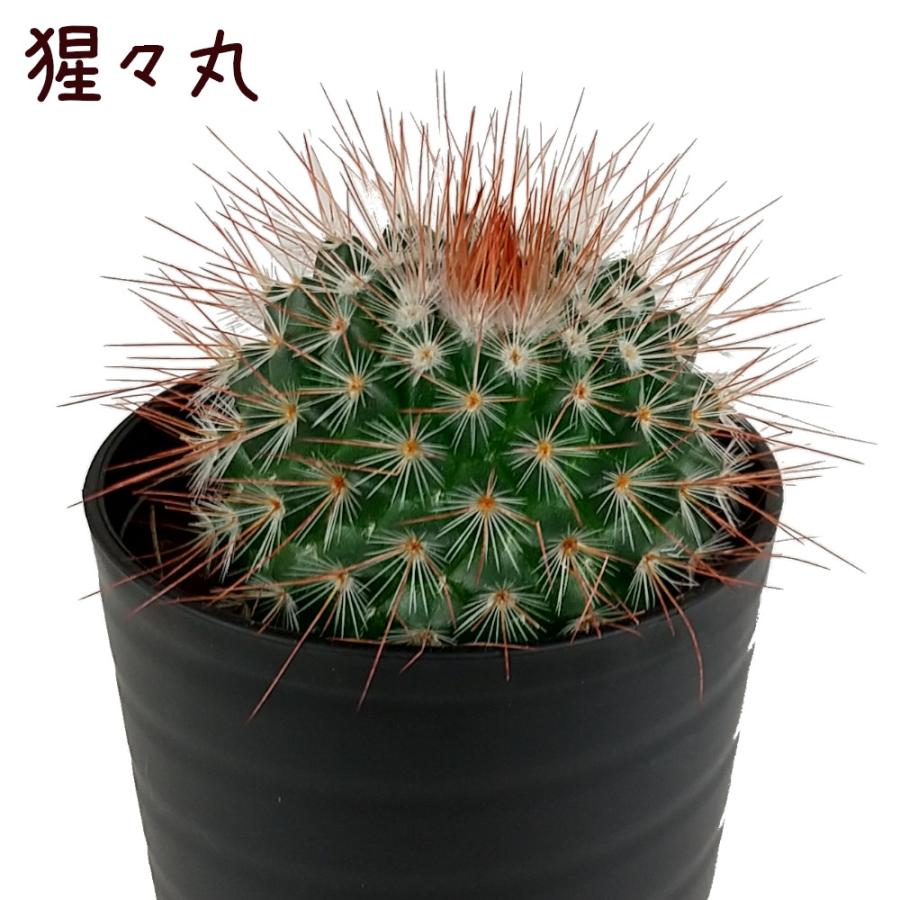 マミラリア・猩々丸【観葉植物 サボテン 多肉植物 インテリア グリーン