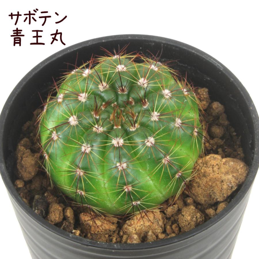 サボテン・青王丸【セイオウマル パロディア ノトカクタス 観葉植物