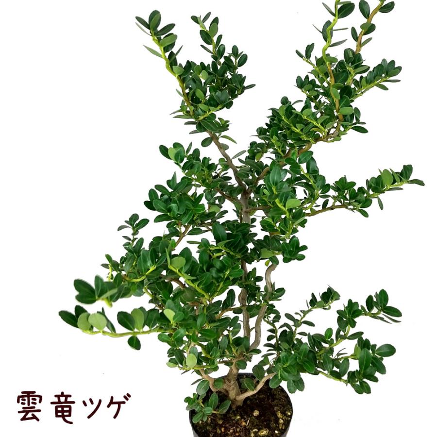 雲竜ツゲ 3.5号【観葉植物 インテリア グリーン 3.5寸 おしゃれ
