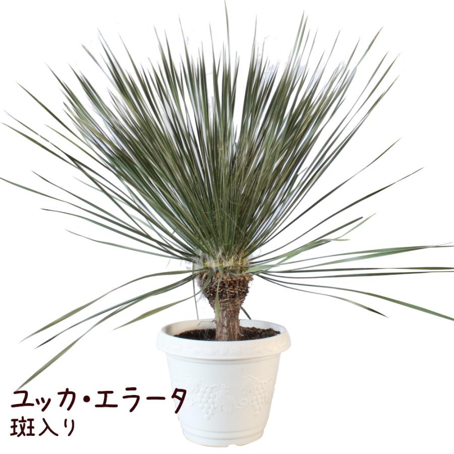 ユッカ・エラータ 13号【観葉植物 大型 おしゃれ 珍しい レア
