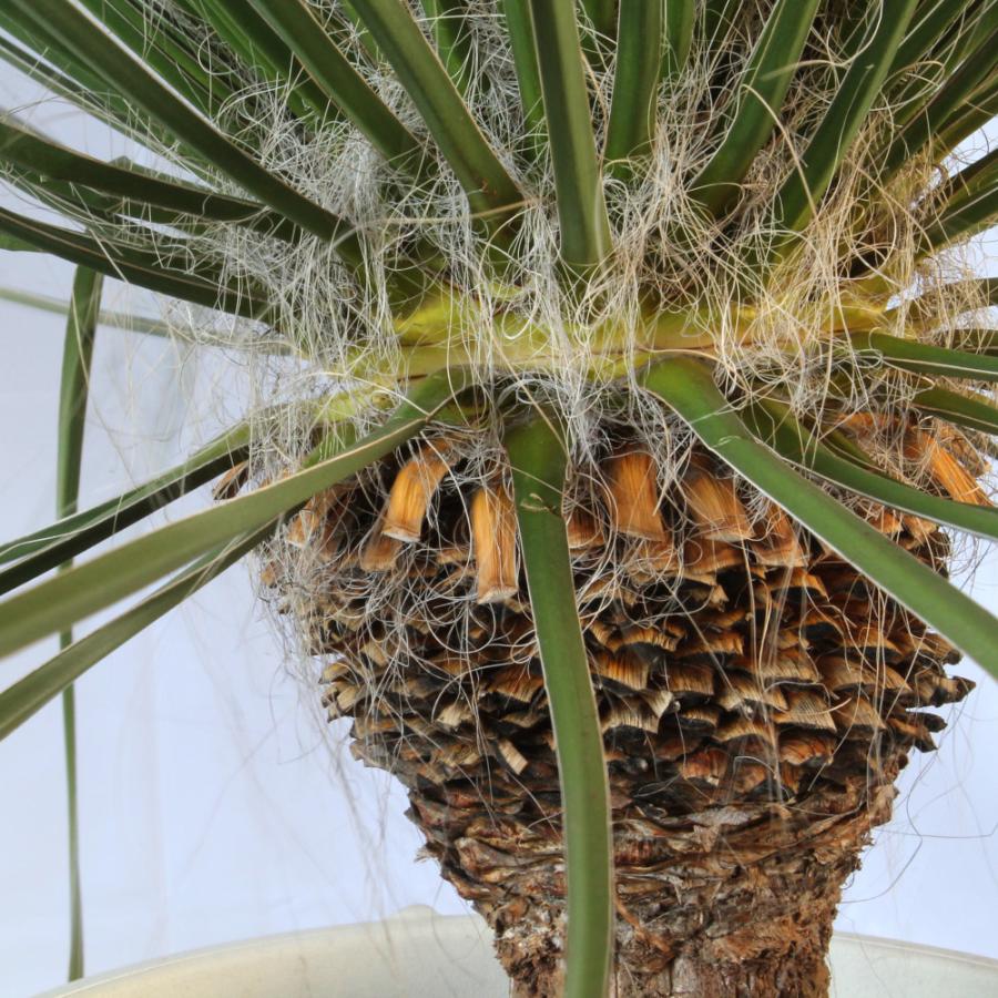 ユッカ・エラータ 13号【観葉植物 大型 おしゃれ 珍しい レア ユッカ・エラータ 13号【観葉植物 大型 おしゃれ 珍しい レア