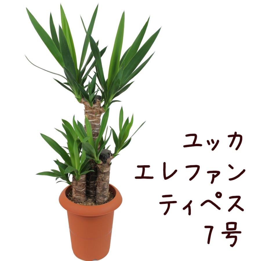 ユッカ エレファンティペス 7号【青年の木 観葉植物 7寸 大型 おしゃれ