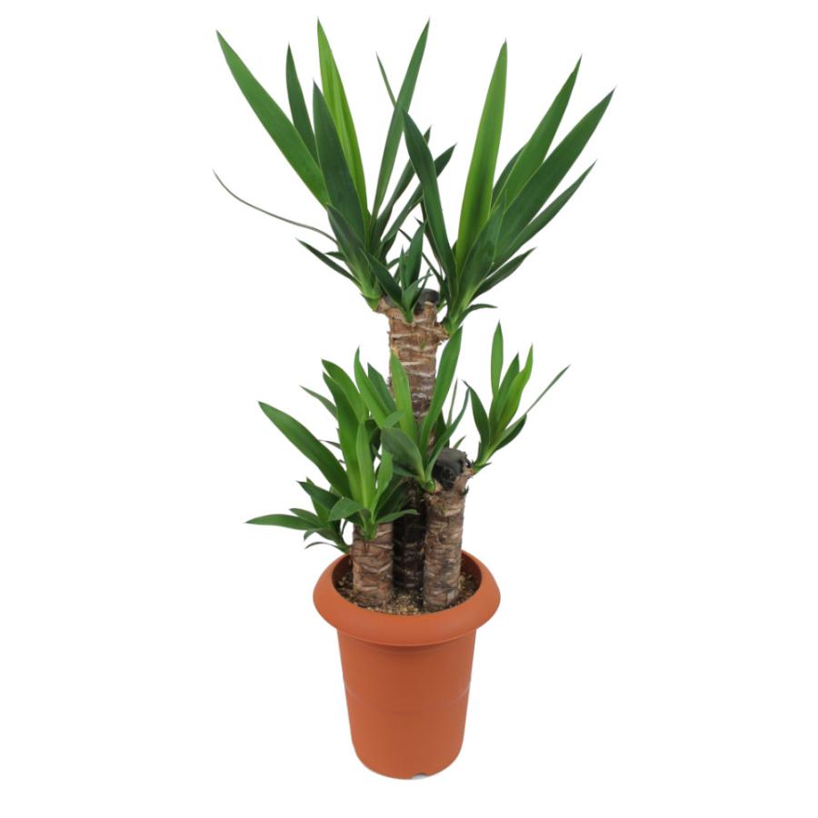 ユッカ エレファンティペス 7号【青年の木 観葉植物 7寸 大型 おしゃれ