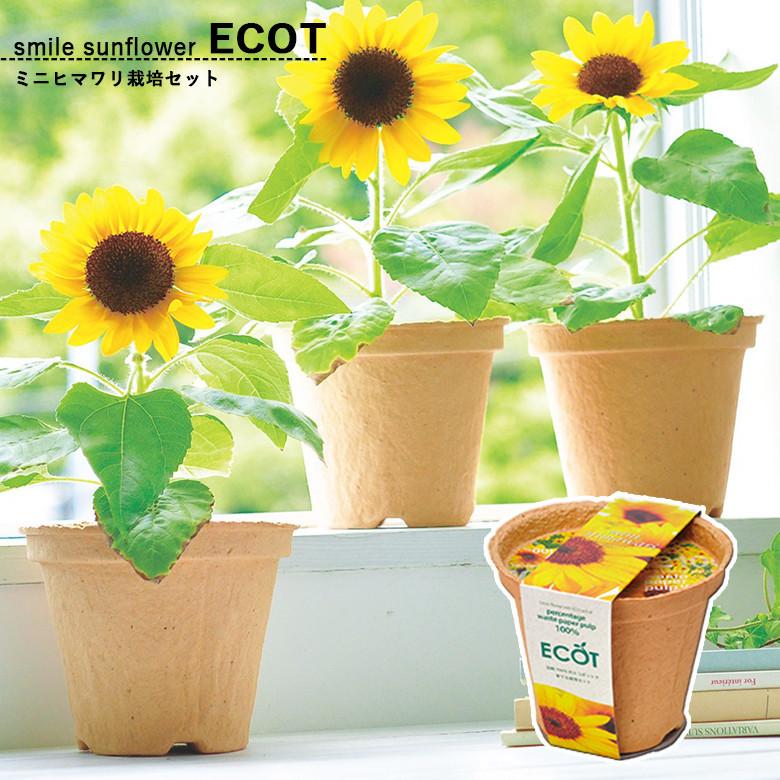 聖新陶芸 Gd 435 スマイル サンフラワー エコット ミニヒマワリ ものうりばplantz 通販 Yahoo ショッピング