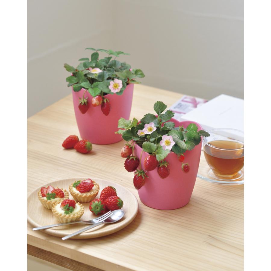 家庭菜園 GD-796 ピンク花咲くストロベリー栽培セット 聖新陶芸 : もの
