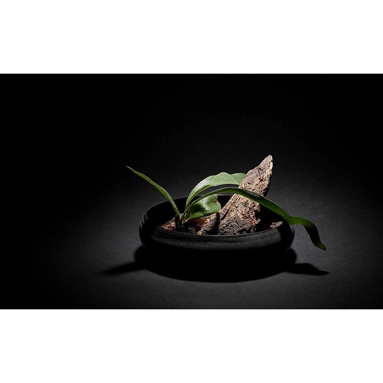 ovject O-IKEBANA18-LO ほうろう水盤 18cm アイアンブラック