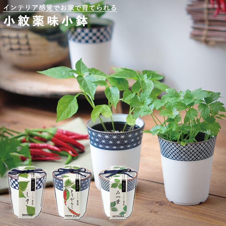 家庭菜園 GD-758 小紋薬味小鉢 3種類から選べます 聖新陶芸 : ものうり