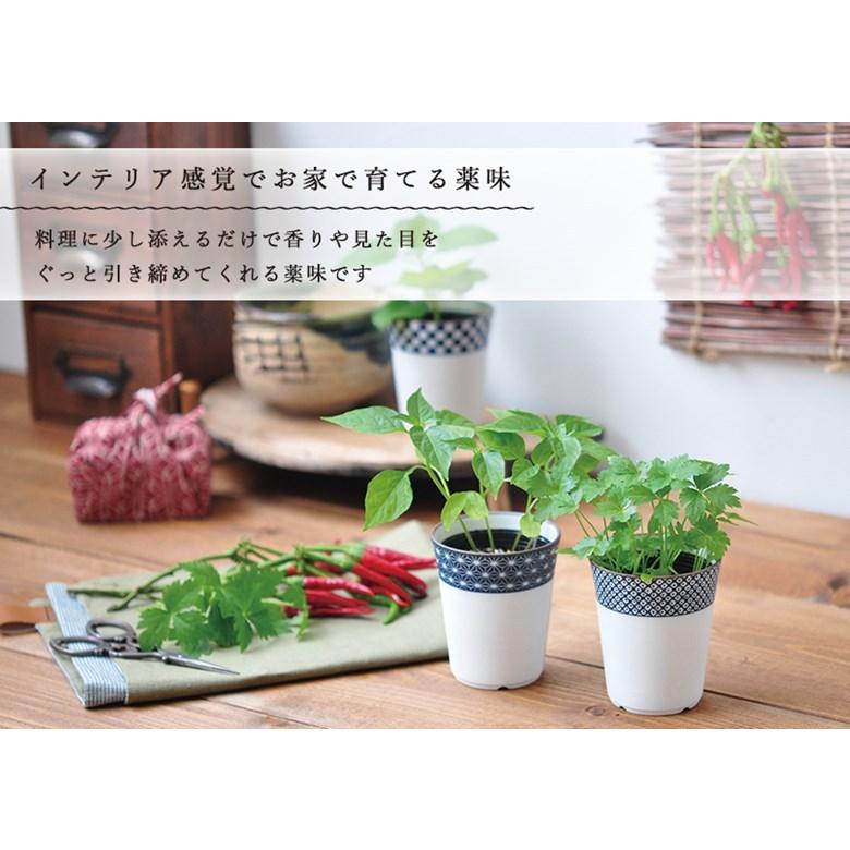 家庭菜園 GD-758 小紋薬味小鉢 3種類から選べます 聖新陶芸 爆買