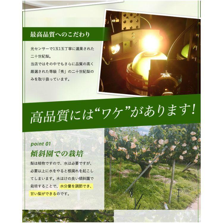 二十世紀梨 鳥取県 ハウス二十世紀梨 20世紀梨 東郷 2kg 3L(6玉）大玉