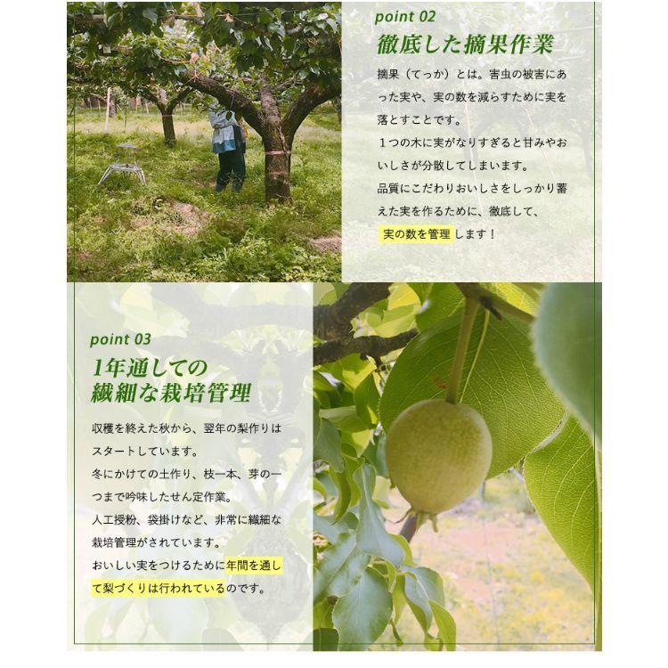二十世紀梨 鳥取県 ハウス二十世紀梨 20世紀梨 東郷 2kg 3L(6玉）大玉