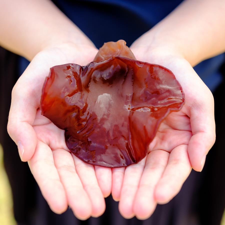 きくらげ 国産 乾燥きくらげ 三朝喜くらげ 20g 3袋セット 温泉地熱栽培 お取り寄せ ギフト プレゼント 鳥取県 お土産 ご当地 |  | 02