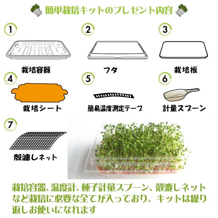 種子10袋セット　　　スルフォラファン　見分け方 簡単栽培キット付き 】ブロッコリースプラウト 種子 200ml 健康