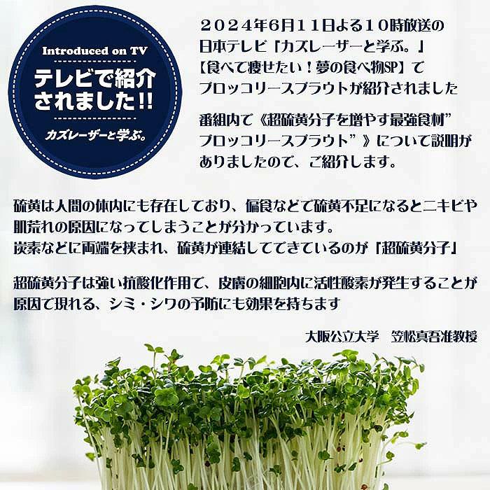 ブロッコリースプラウト 種子 500ml （種のみ） スルフォラファン 含有