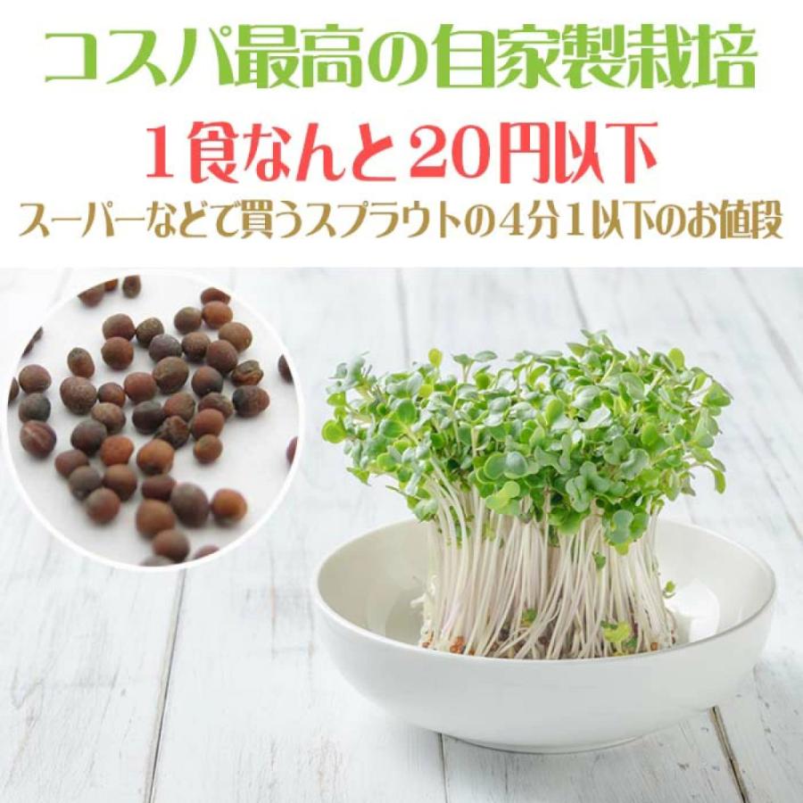 ブロッコリースプラウト 種子 500ml （種のみ） スルフォラファン 含有