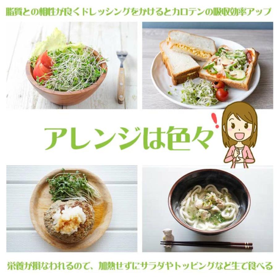 ブロッコリースプラウト 種子 500ml （種のみ） スルフォラファン 含有