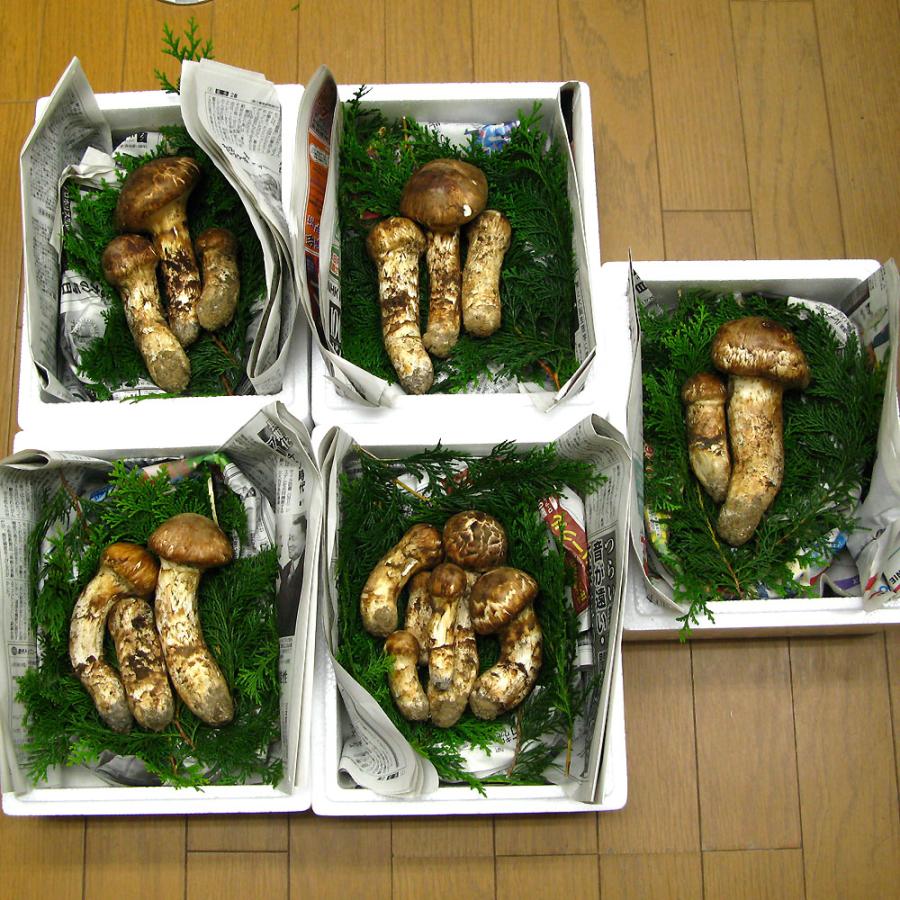 松茸 国産 マツタケ 朝採れ 新鮮 山梨県産 日本 国産まつたけ