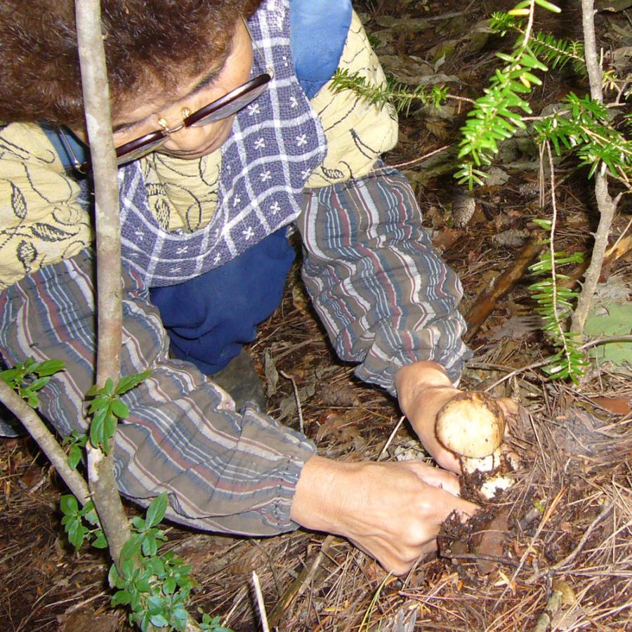 山梨県産 松茸 国産 マツタケ 日本国産まつたけ 400グラム