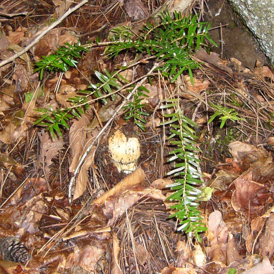 山梨県産 松茸 国産 マツタケ 日本国産まつたけ 400グラム : PLEJOUR