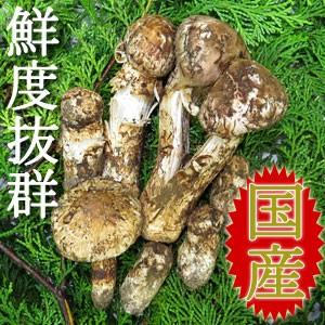 訳あり 山梨県産 松茸 国産 マツタケ 日本国産まつたけ : matsutake-3 