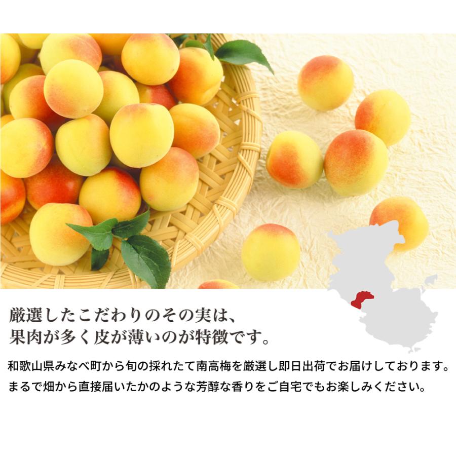 完熟梅・青梅　5kg　紀州南高梅　熟度・量・粒サイズが選べる　送料無料(一部別途) 梅シロップ　梅ジュース　梅酒　梅干し　梅ジャム |  | 03
