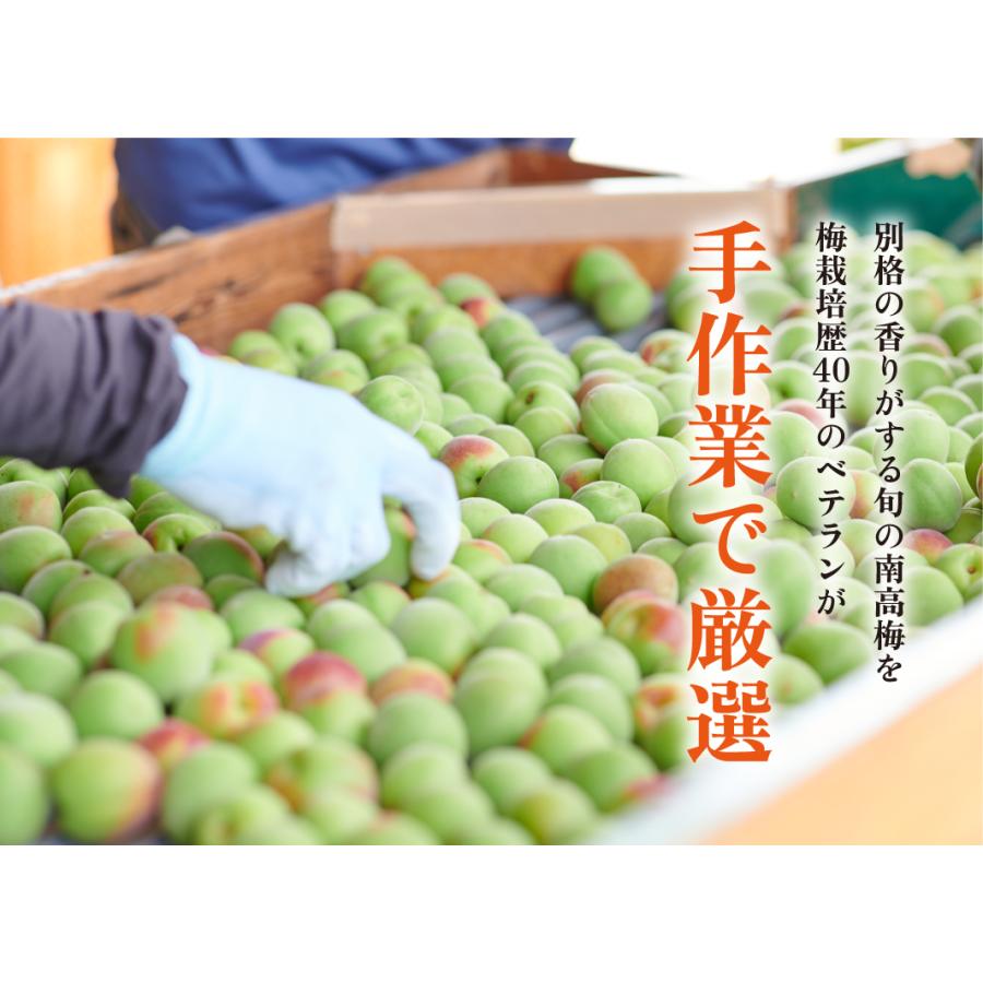 完熟梅・青梅　5kg　紀州南高梅　熟度・量・粒サイズが選べる　送料無料(一部別途) 梅シロップ　梅ジュース　梅酒　梅干し　梅ジャム |  | 02