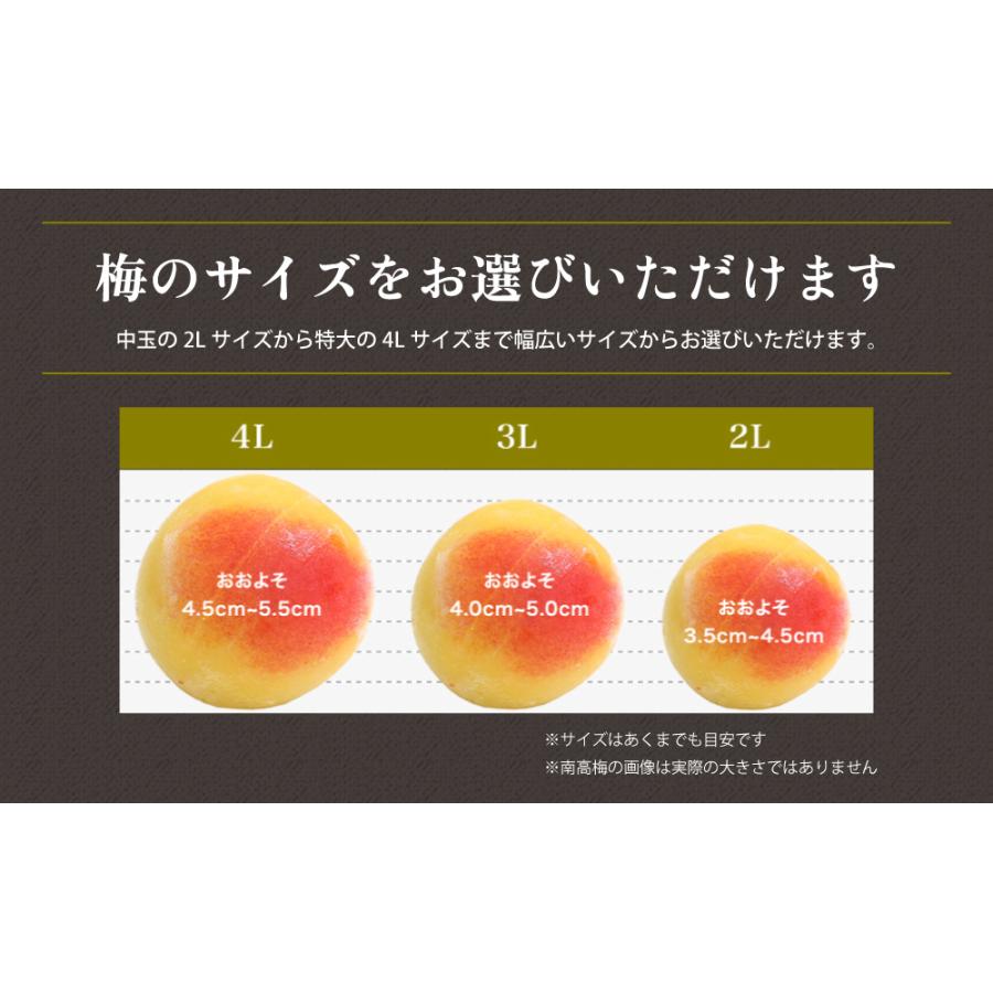 完熟梅・青梅　5kg　紀州南高梅　熟度・量・粒サイズが選べる　送料無料(一部別途) 梅シロップ　梅ジュース　梅酒　梅干し　梅ジャム |  | 04
