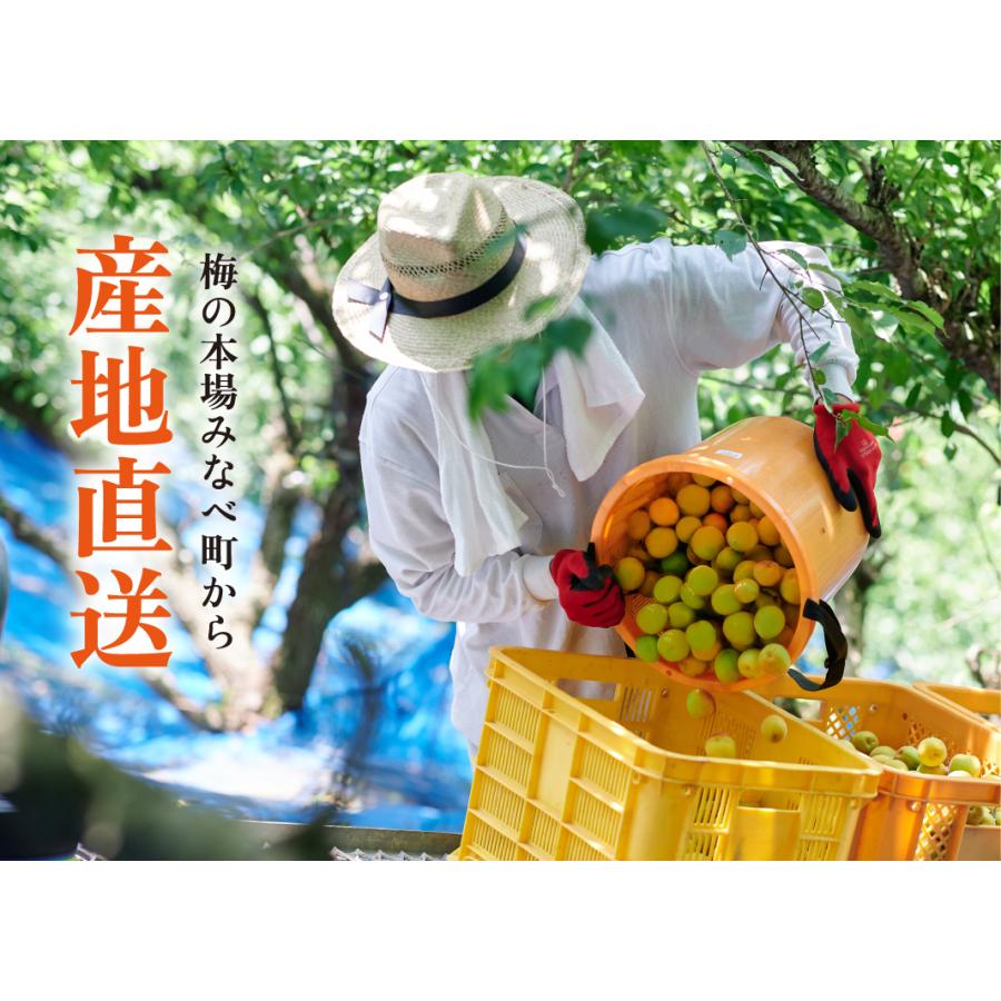 完熟梅・青梅　紀州南高梅 2kg 熟度・量・粒サイズが選べる　送料無料(一部別途) 梅シロップ　梅ジュース　梅酒　梅干し　梅ジャム |  | 01