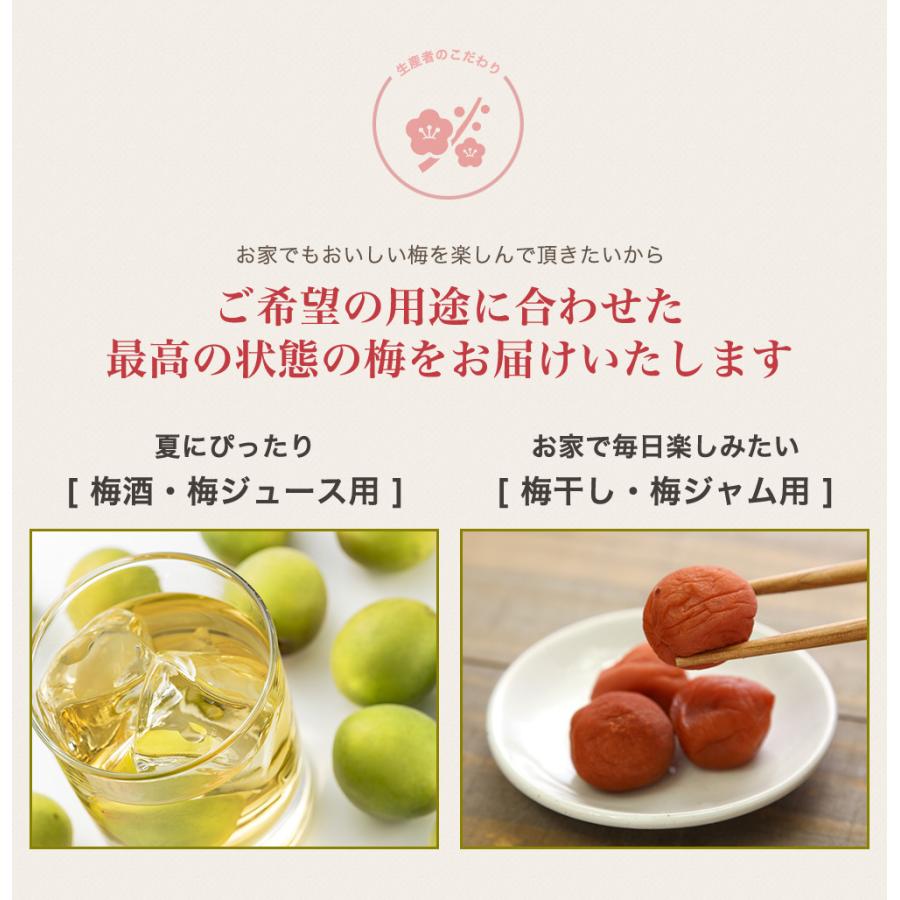 完熟梅・青梅　紀州南高梅 2kg 熟度・量・粒サイズが選べる　送料無料(一部別途) 梅シロップ　梅ジュース　梅酒　梅干し　梅ジャム |  | 05