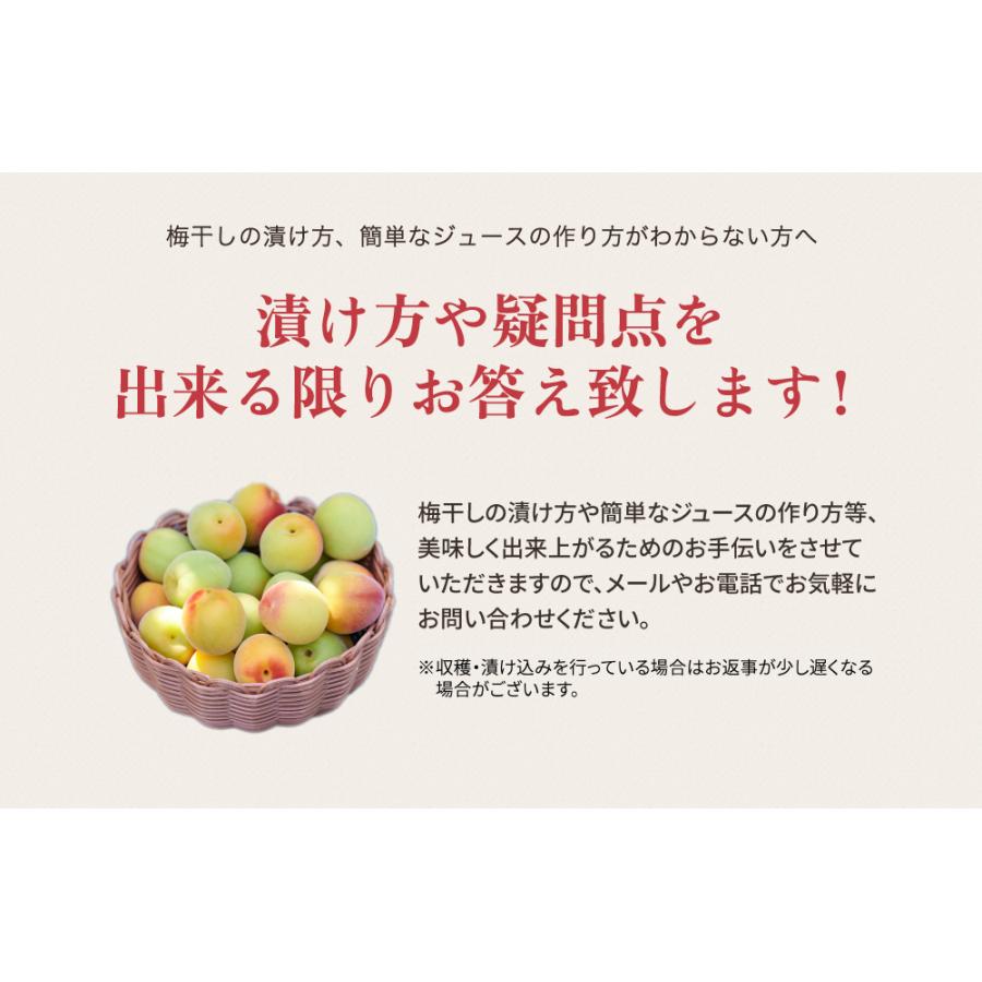 完熟梅・青梅　紀州南高梅 2kg 熟度・量・粒サイズが選べる　送料無料(一部別途) 梅シロップ　梅ジュース　梅酒　梅干し　梅ジャム |  | 06